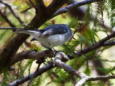 blue-gray_gnatcher