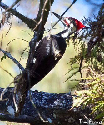 pileated_fl