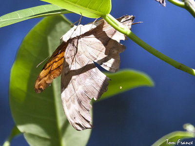 ruddy_daggerwing