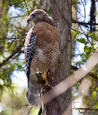 redshouldered_hawk_fl