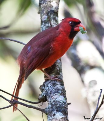 tanagers_cardinals__allies_fl