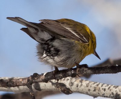 pine_warbler