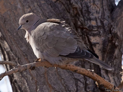 dove_eurasian_collared