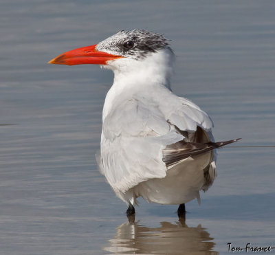caspain_tern_fl
