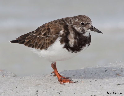 shorebirds_fl