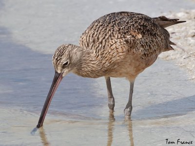 long-billed_curlew_fl