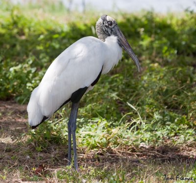 wood_stork_fl