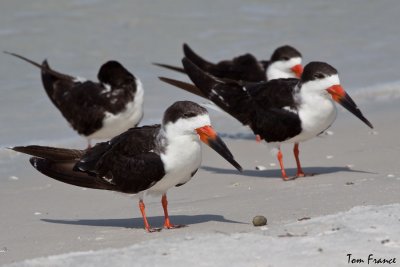 skimmers_fl