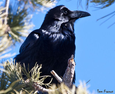 common_raven