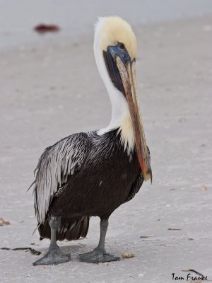 brown_pelicans_fl