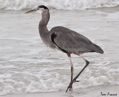 wading_birds_fl