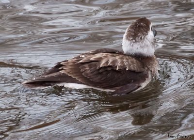 long-tailed_duck