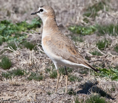 Mountain Plover7.jpg