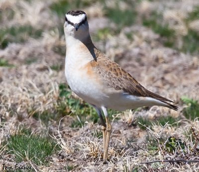 mountain_plover