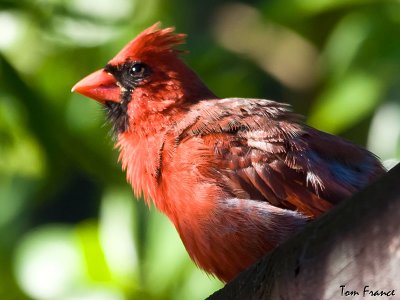 northern_cardinal