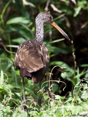 Limpkin7.jpg