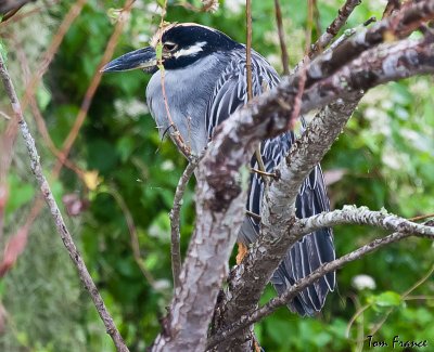 yellowcrowned_fl