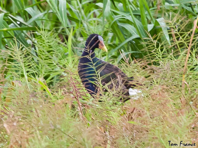 purple_gallinule_fl
