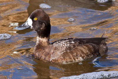 Lesser Scaup03.jpg