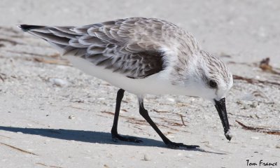 sanderling_fl