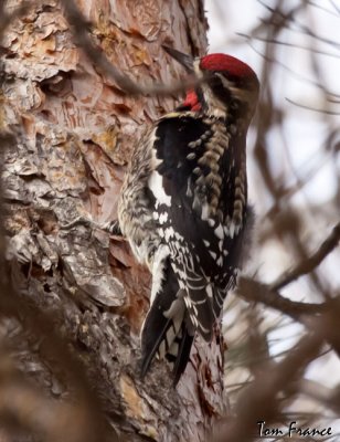 yellow-bellied_sapsucker