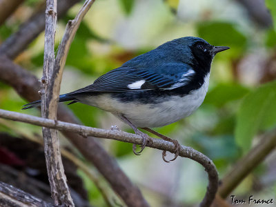 Black-throated Blue Warbler1.jpg