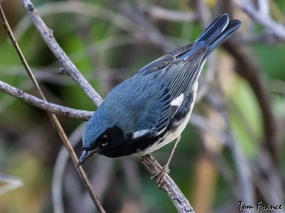 Black-throated Blue Warbler1a.jpg