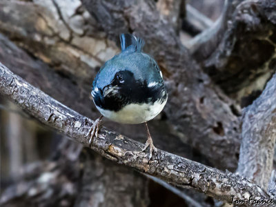 Black-throated Blue Warbler1c.jpg