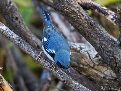 Black-throated Blue Warbler1d.jpg