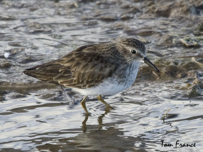 Least Sandpiper1.jpg