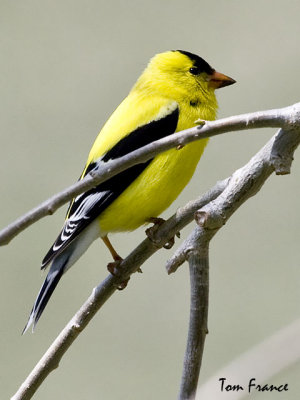 goldfinch_american