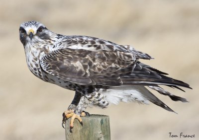Rough-legged Hawk.jpg