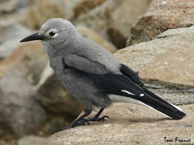 Clarks Nutcracker.jpg