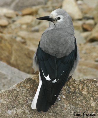 Clarks Nutcracker2.jpg