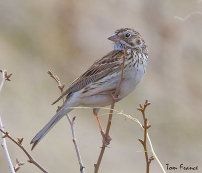 Vesper Sparrow1.jpg