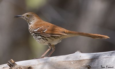 brown_thrasher
