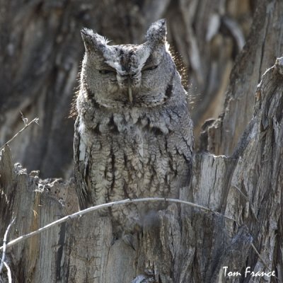 eastern_screech-owl
