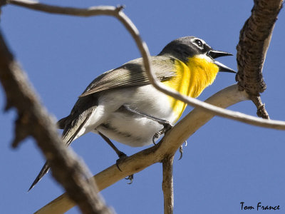 yellow-breasted_chat