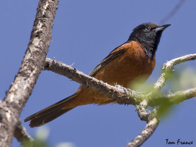 orchard_oriole