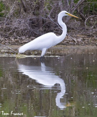great_egret