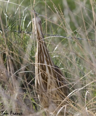 American Bittern1a.jpg