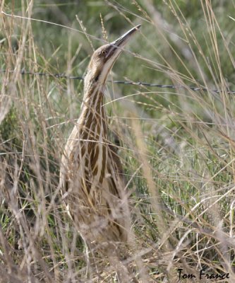 American Bittern1.jpg
