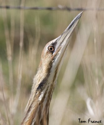American Bittern2.jpg
