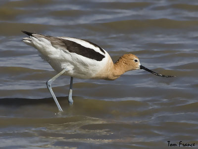 American Avocet2.jpg