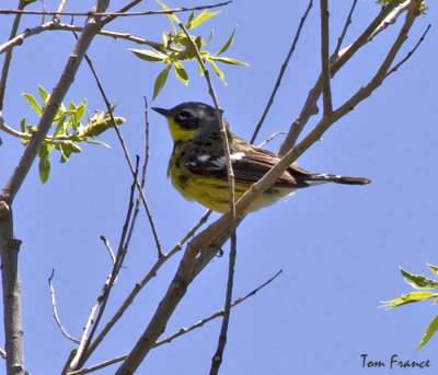 magnolia_warbler