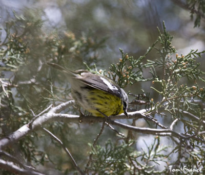 magnolia_warbler