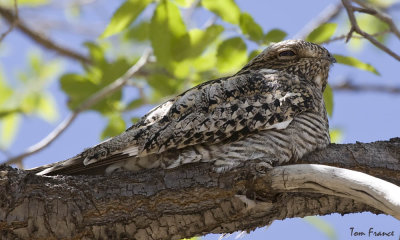Common Nighthawk1.jpg