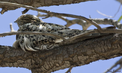Common Nighthawk2.jpg
