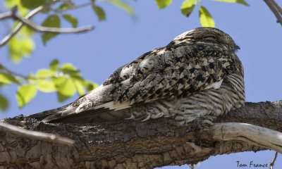 Common Nighthawk3.jpg