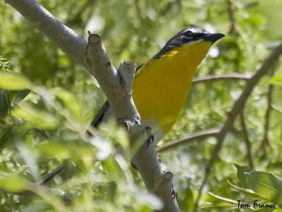 yellow-breasted_chat